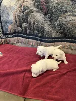 AKC Females, a female West Highland White Terrier for sale in Killen, AL – Photo 2 of 4