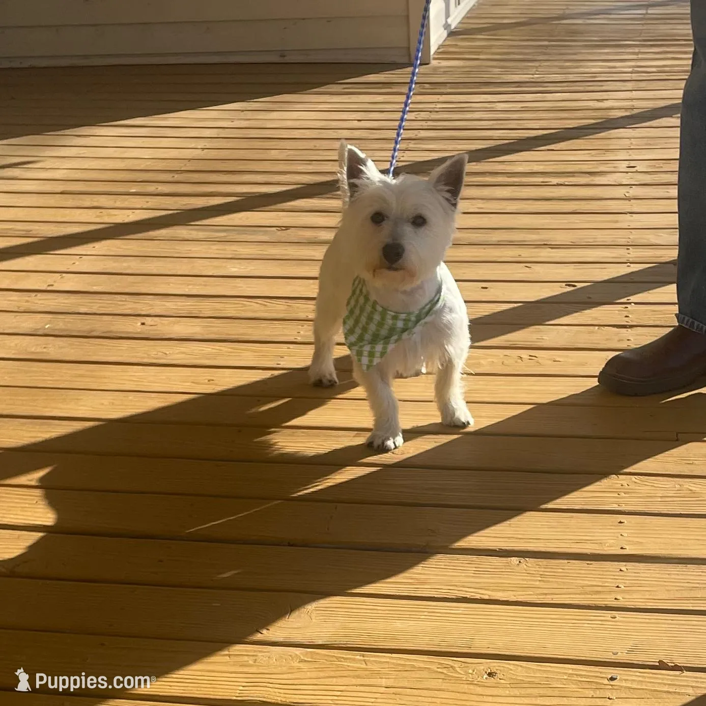 AKC Male 1, a male West Highland White Terrier for sale in Killen, AL – Photo 5 of 6