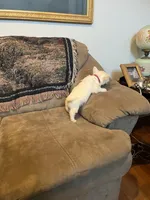 AKC Male 1, a male West Highland White Terrier for sale in Killen, AL – Photo 5 of 5