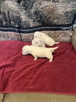 AKC Male 1, a male West Highland White Terrier for sale in Killen, AL – Photo 4 of 6