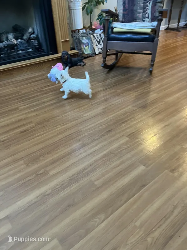 AKC Male 1, a male West Highland White Terrier for sale in Killen, AL – Photo 1 of 5