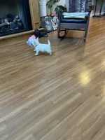 AKC Male 1, a male West Highland White Terrier for sale in Killen, AL – Photo 1 of 5