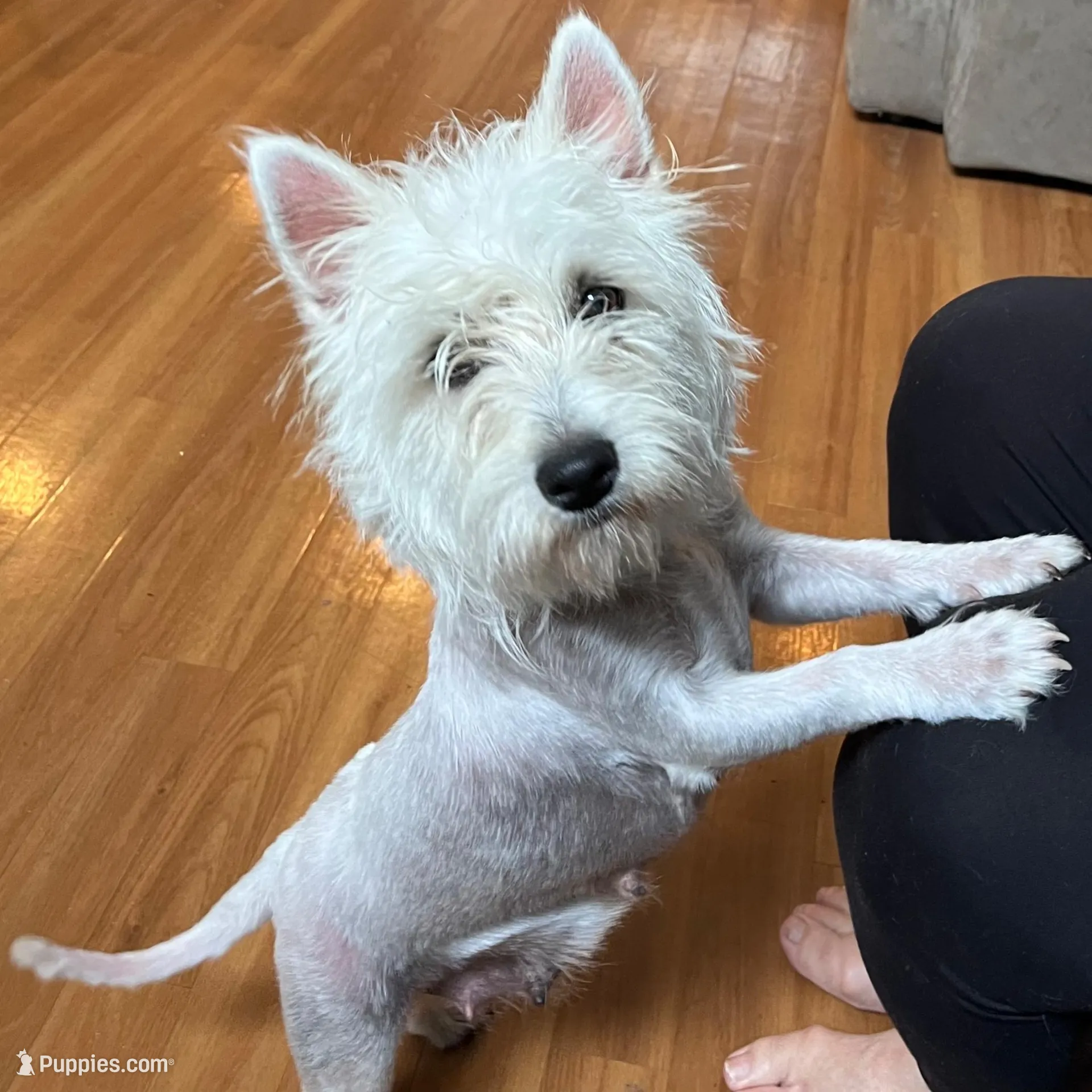 AKC Male 1, a male West Highland White Terrier for sale in Killen, AL – Photo 6 of 6