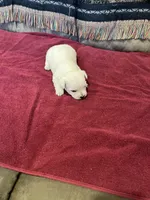 AKC Male 1, a male West Highland White Terrier for sale in Killen, AL – Photo 1 of 6