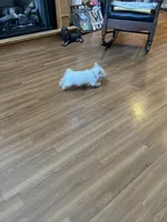 AKC Male 1, a male West Highland White Terrier for sale in Killen, AL – Photo 3 of 5