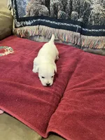 AKC Male 1, a male West Highland White Terrier for sale in Killen, AL – Photo 3 of 6