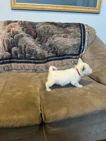 AKC Male 1, a male West Highland White Terrier for sale in Killen, AL – Photo 4 of 5