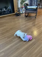 AKC Male 1, a male West Highland White Terrier for sale in Killen, AL – Photo 2 of 5