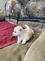 AKC Female , a female West Highland White Terrier for sale in Killen, AL – Photo 9 of 9