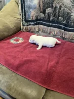 AKC Female 1, a female West Highland White Terrier for sale in Killen, AL – Photo 2 of 6