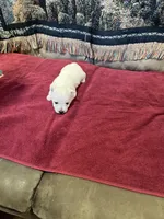 AKC Female 1, a female West Highland White Terrier for sale in Killen, AL – Photo 3 of 6