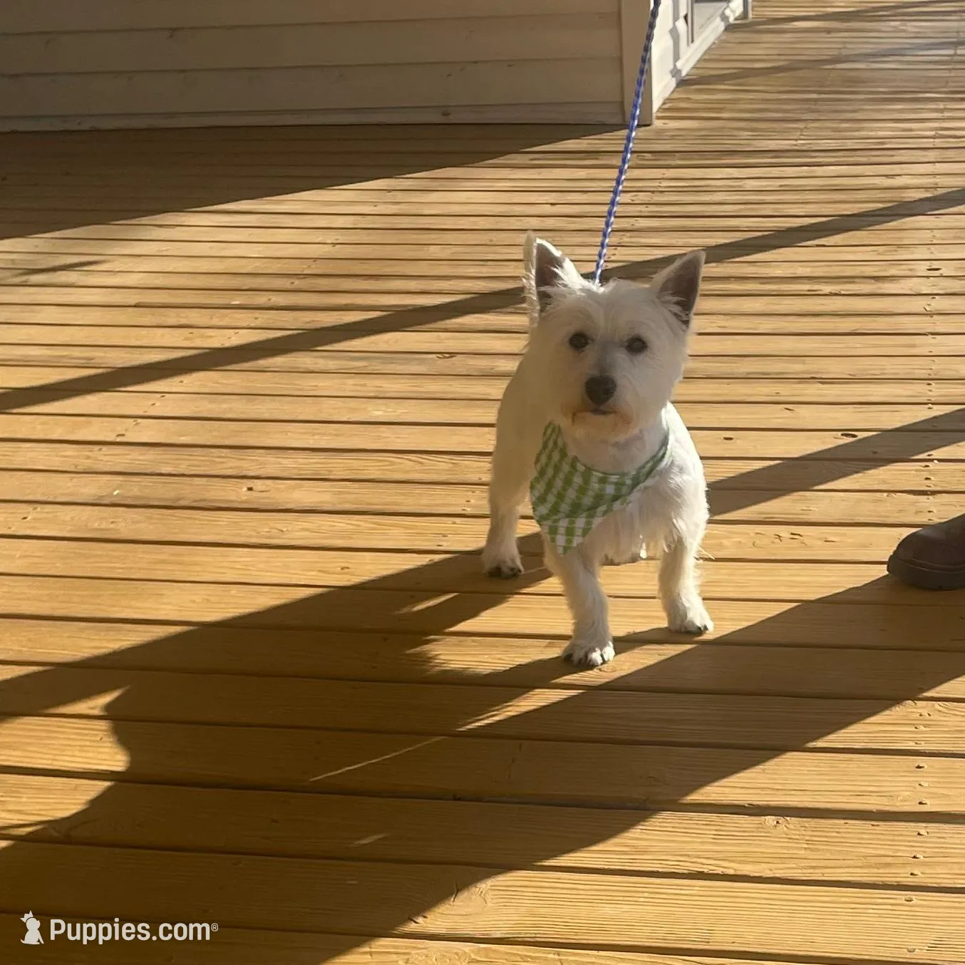 AKC Female 1, a female West Highland White Terrier for sale in Killen, AL – Photo 5 of 6