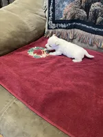 AKC Female 1, a female West Highland White Terrier for sale in Killen, AL – Photo 1 of 6