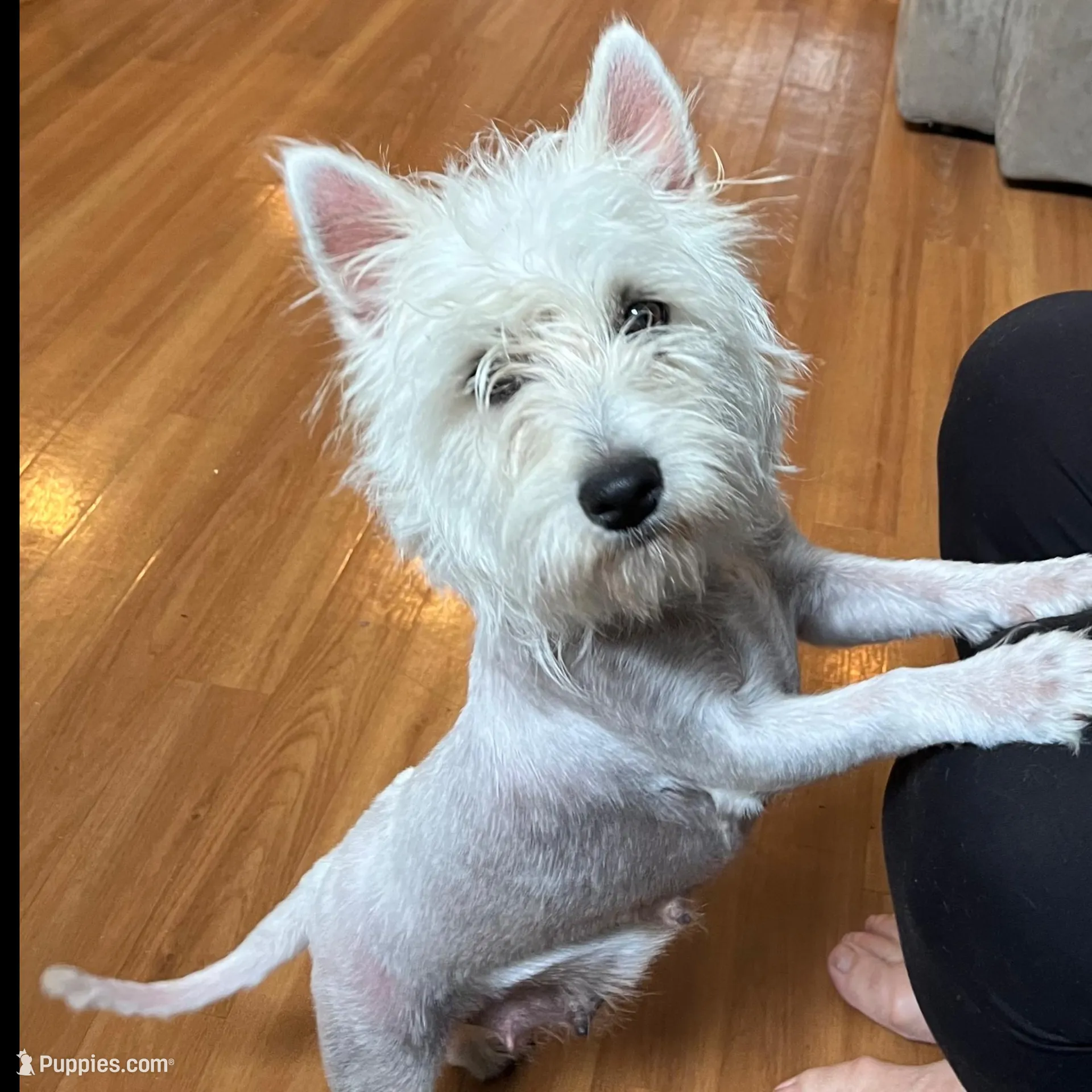AKC Female 1, a female West Highland White Terrier for sale in Killen, AL – Photo 6 of 6