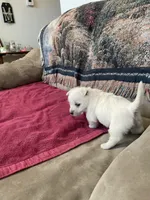 AKC Female , a female West Highland White Terrier for sale in Killen, AL – Photo 3 of 9