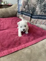 AKC Female , a female West Highland White Terrier for sale in Killen, AL – Photo 6 of 9