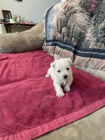 AKC Female , a female West Highland White Terrier for sale in Killen, AL – Photo 5 of 9