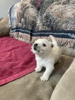 AKC Female , a female West Highland White Terrier for sale in Killen, AL – Photo 7 of 9