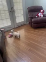 AKC Female 1, a female West Highland White Terrier for sale in Killen, AL – 5 of 6
