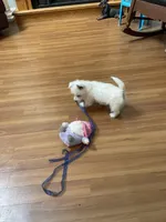 AKC Female 1, a female West Highland White Terrier for sale in Killen, AL – 2 of 6