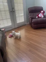 AKC Female 1, a female West Highland White Terrier for sale in Killen, AL – 4 of 6