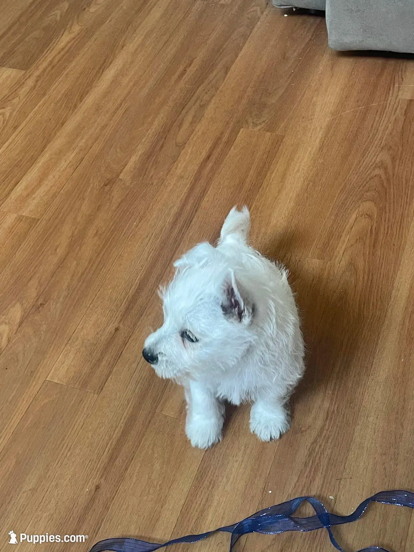 AKC Female 1, a female West Highland White Terrier for sale in Killen, AL – 1 of 6
