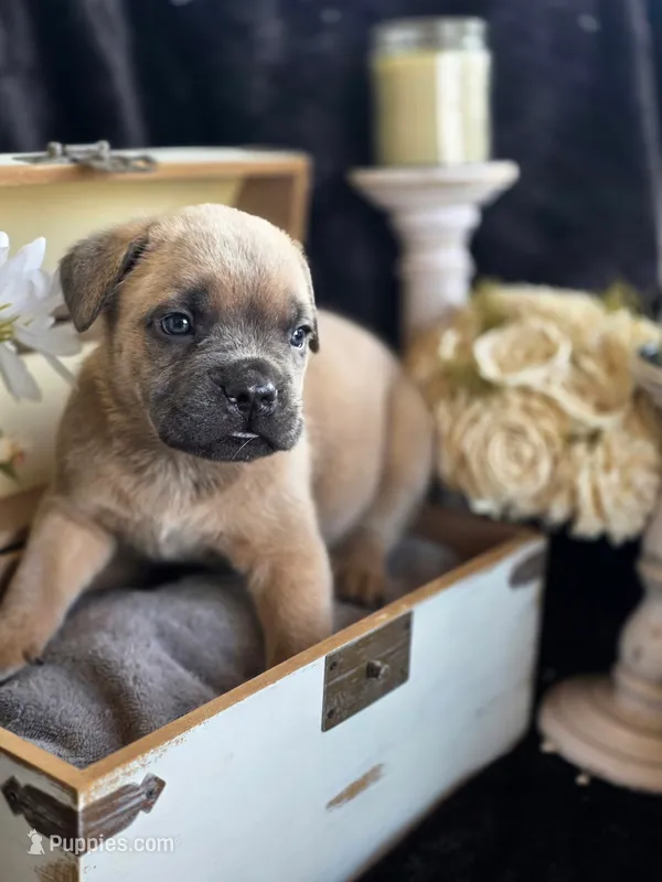 SPIDERMAN  – Cane Corso puppy for sale in Burns, OR