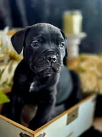 Venom, a male Cane Corso for sale in Burns, OR – 3 of 6