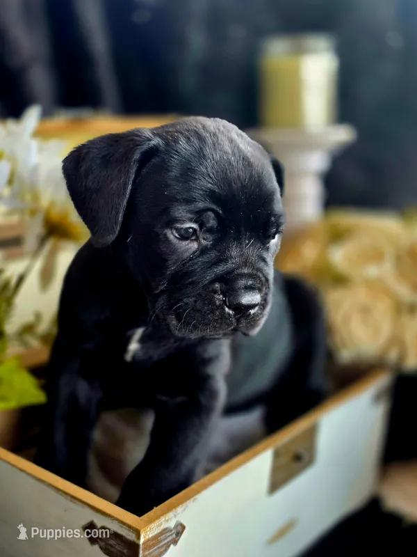 Venom – Cane Corso puppy for sale in Burns, OR