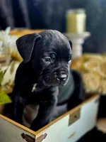 Venom, a male Cane Corso for sale in Burns, OR – 1 of 6