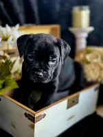 Venom, a male Cane Corso for sale in Burns, OR – 4 of 6
