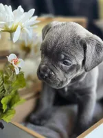 Blue., a male Cane Corso for sale in Burns, OR – 1 of 5
