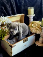 Blue., a male Cane Corso for sale in Burns, OR – 4 of 5