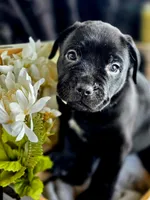 Venom, a male Cane Corso for sale in Burns, OR – 6 of 6