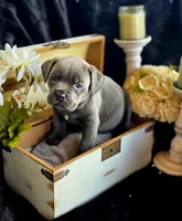 Blue., a male Cane Corso for sale in Burns, OR – 3 of 5
