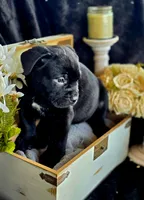 Venom, a male Cane Corso for sale in Burns, OR – 5 of 6