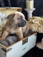 SPIDERMAN , a male Cane Corso for sale in Burns, OR – 2 of 2