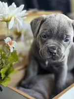 Blue., a male Cane Corso for sale in Burns, OR – 5 of 5
