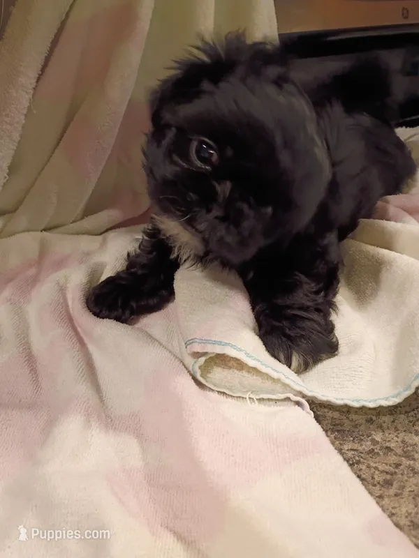 Tobey – Shih Tzu puppy for sale in Indianapolis, IN