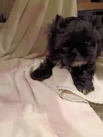 Tobey, a male Shih Tzu for sale in Indianapolis, IN – 4 of 4