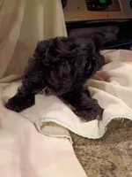 Tobey, a male Shih Tzu for sale in Indianapolis, IN – 3 of 4