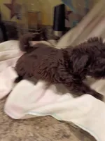 Sarah, a male Shih Tzu for sale in Indianapolis, IN – 2 of 10