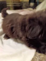 Sarah, a male Shih Tzu for sale in Indianapolis, IN – 9 of 10