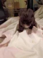 Sarah, a male Shih Tzu for sale in Indianapolis, IN – 1 of 10