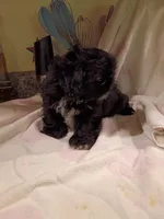 Sammy, a male Shih Tzu for sale in Indianapolis, IN – 3 of 4