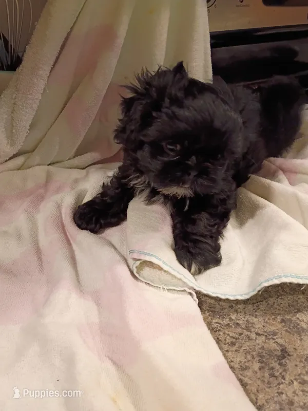 Sammy – Shih Tzu puppy for sale in Indianapolis, IN