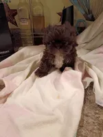 Sarah, a male Shih Tzu for sale in Indianapolis, IN – 3 of 10