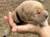Smooch, a male Golden Retriever for sale in Rehobeth, AL – Photo 1 of 2