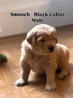 Smooch, a male Golden Retriever for sale in Rehobeth, AL – Photo 1 of 2