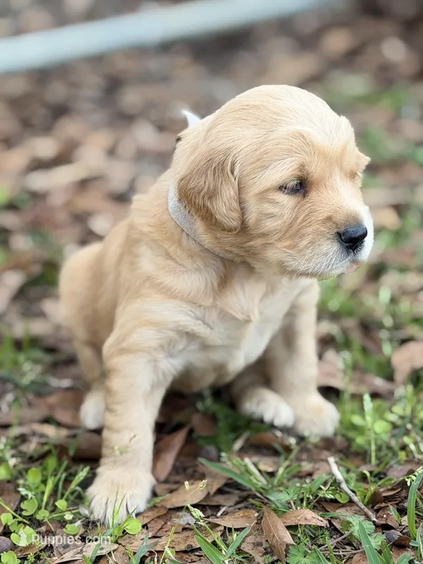 Juliet – Golden Retriever puppy for sale in Rehobeth, AL
